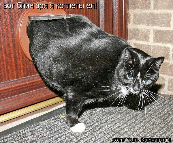 вот блин зря я котлеты ел!... Котоматрица: вот блин зря я котлеты ел!