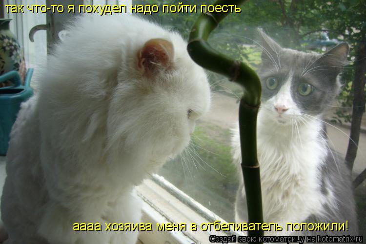 так что-то я похудел надо пойти поесть аааа хозяива меня в отбеливатель положили!... Котоматрица: так что-то я похудел надо пойти поесть аааа хозяива меня в отбеливатель положили!