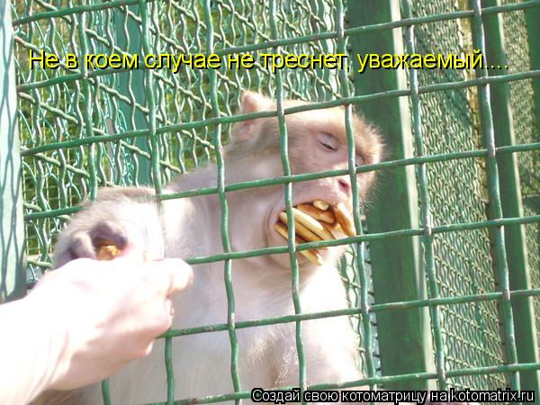 Не в коем случае не треснет, уважаемый....... Котоматрица: Не в коем случае не треснет, уважаемый....