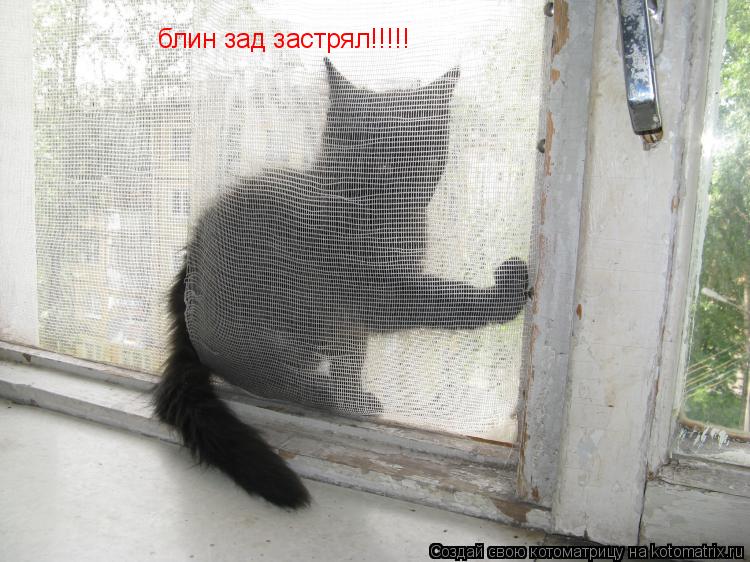 блин зад застрял!!!!!... Котоматрица: блин зад застрял!!!!!