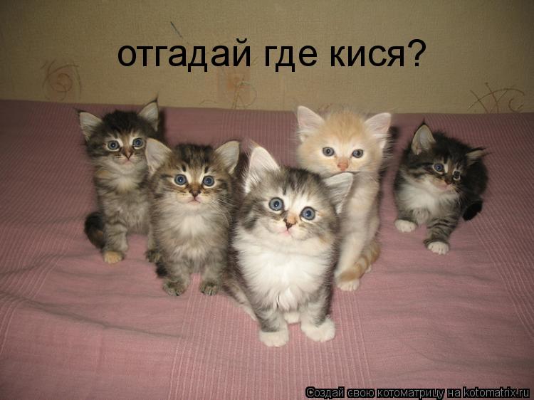 отгадай где кися?... Котоматрица: отгадай где кися?
