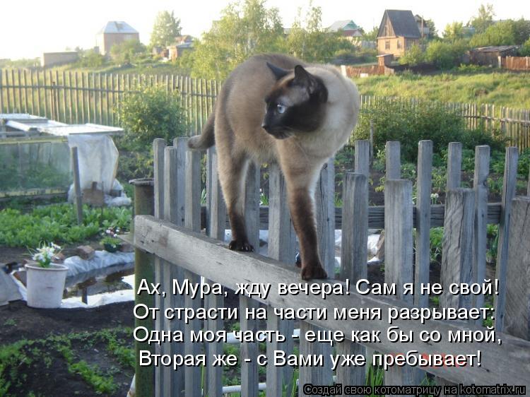 Ах, Мура, жду вечера! Сам я не свой! Вторая же - с Вами уже пребывает! Одна моя часть - еще как бы со... Котоматрица: Ах, Мура, жду вечера! Сам я не свой! Вторая же - с Вами уже пребывает! Одна моя часть - еще как бы со мной, От страсти на части меня разрывает: