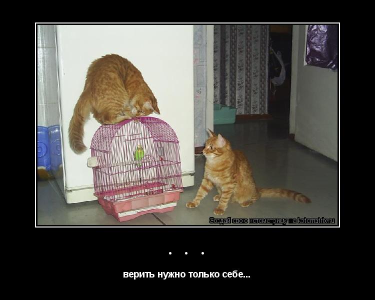 ... верить нужно только себе...... Котоматрица: ... верить нужно только себе...