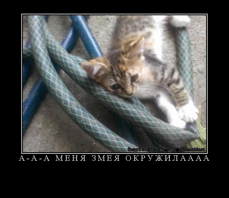 А-а-а меня змея окружилаааа ... Котоматрица: А-а-а меня змея окружилаааа