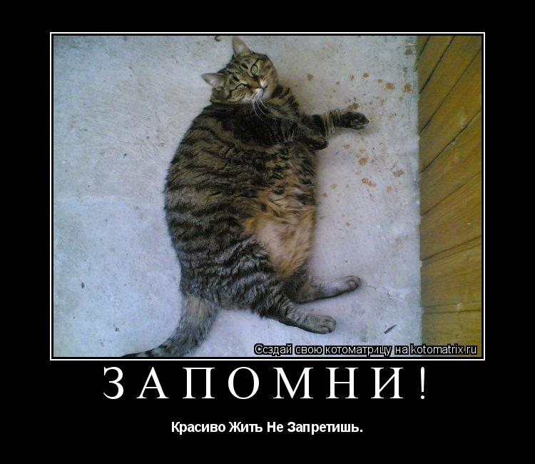 ЗАПОМНИ! Красиво Жить Не Запретишь.... Котоматрица: ЗАПОМНИ! Красиво Жить Не Запретишь.