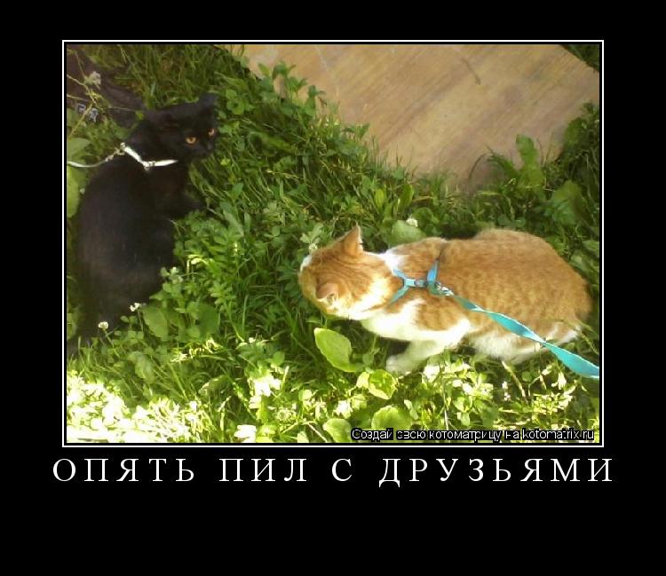 Опять пил с друзьями ... Котоматрица: Опять пил с друзьями