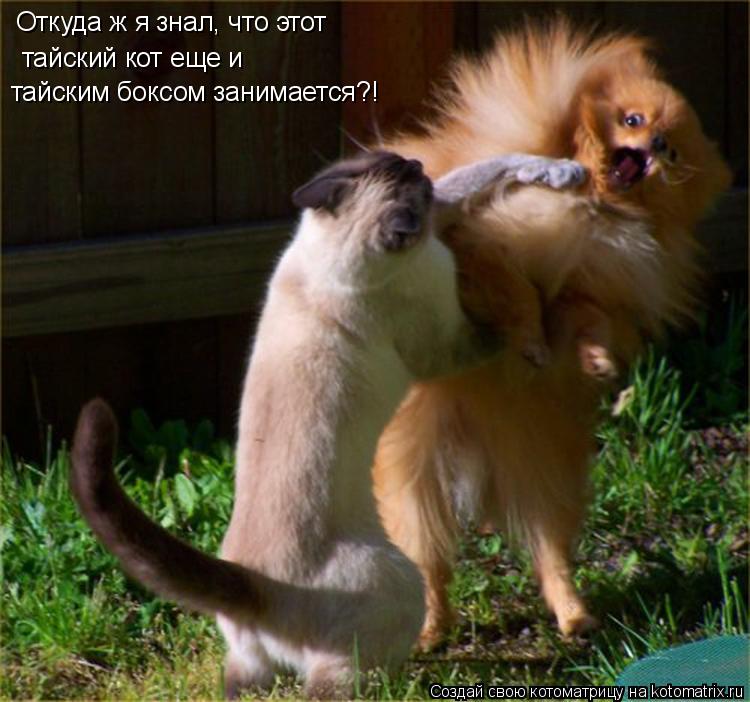 Откуда ж я знал, что этот тайский кот еще и тайским боксом занимается?!... Котоматрица: Откуда ж я знал, что этот тайский кот еще и тайским боксом занимается?!