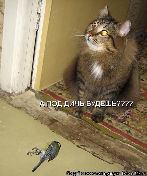 А ПОД ДИЧЬ БУДЕШЬ????... Котоматрица: А ПОД ДИЧЬ БУДЕШЬ????