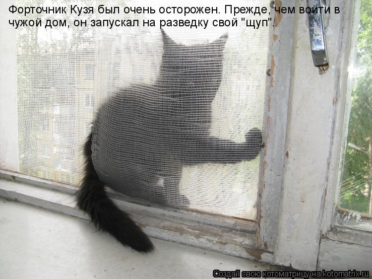 Форточник Кузя был очень осторожен. Прежде, чем войти в чужой дом, он запускал на разведку свой "щуп"... Котоматрица: Форточник Кузя был очень осторожен. Прежде, чем войти в чужой дом, он запускал на разведку свой "щуп".