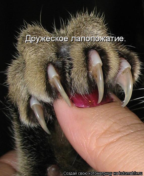 Дружеское лапопожатие.... Котоматрица: Дружеское лапопожатие.