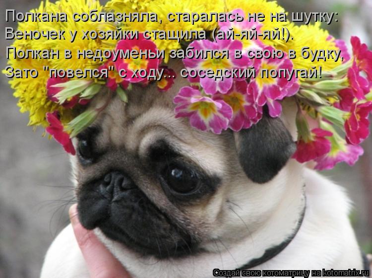Полкана соблазняла, старалась не на шутку: Веночек у хозяйки стащила (ай-яй-яй!). Полкан в недоуменьи... Котоматрица: Полкана соблазняла, старалась не на шутку: Веночек у хозяйки стащила (ай-яй-яй!). Полкан в недоуменьи забился в свою в будку, Зато "повелся" с х