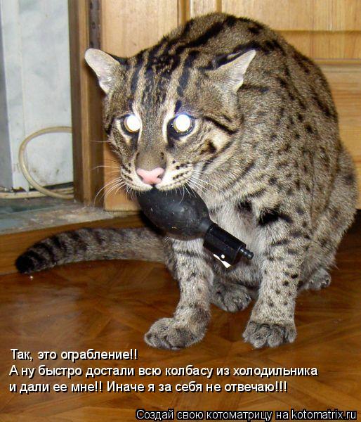 Так, это ограбление!! А ну быстро достали всю колбасу из холодильника и дали ее мне!! Иначе я за себя... Котоматрица: Так, это ограбление!! А ну быстро достали всю колбасу из холодильника и дали ее мне!! Иначе я за себя не отвечаю!!!