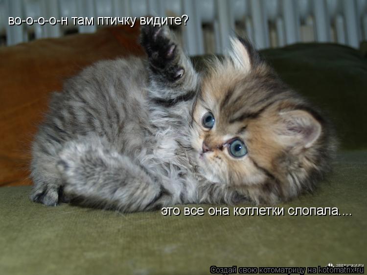 во-о-о-о-н там птичку видите? это все она котлетки слопала....... Котоматрица: во-о-о-о-н там птичку видите? это все она котлетки слопала....