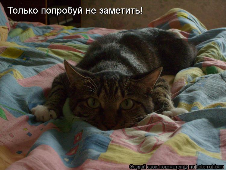 Только попробуй не заметить!... Котоматрица: Только попробуй не заметить!