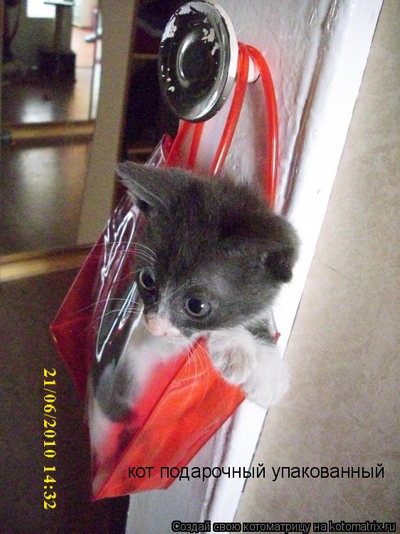 кот подарочный упакованный... Котоматрица: кот подарочный упакованный