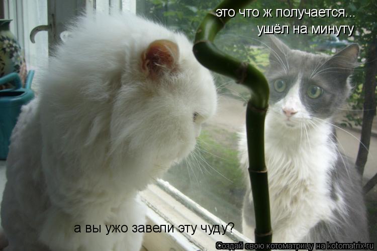это что ж получается... ушёл на минуту а вы ужо завели эту чуду?... Котоматрица: это что ж получается... ушёл на минуту а вы ужо завели эту чуду?