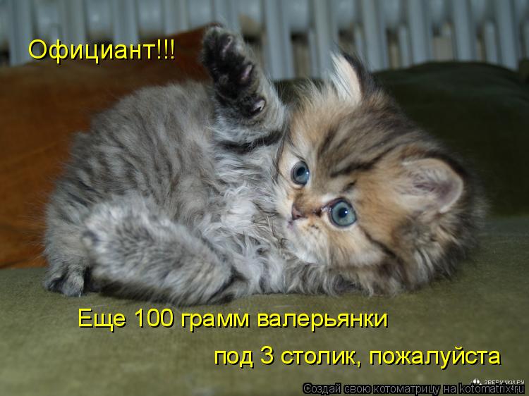 Официант!!! Еще 100 грамм валерьянки под 3 столик, пожалуйста... Котоматрица: Официант!!! Еще 100 грамм валерьянки под 3 столик, пожалуйста