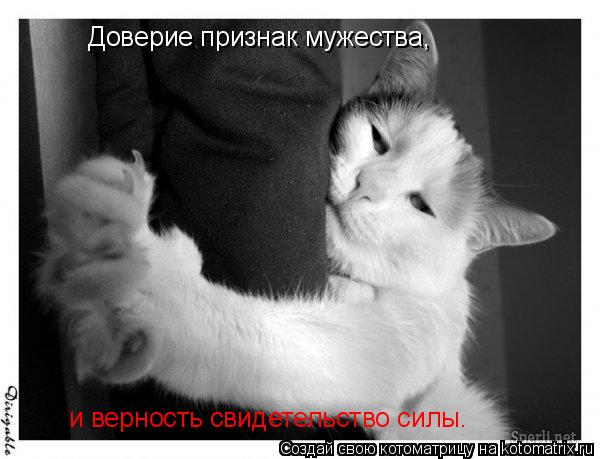 Доверие признак мужества, и верность свидетельство силы.... Котоматрица: Доверие признак мужества, и верность свидетельство силы.