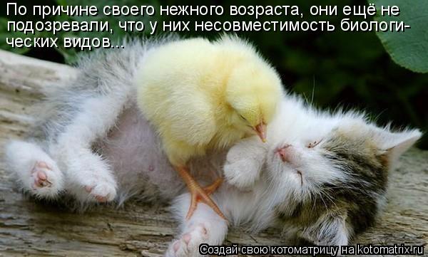 По причине своего нежного возраста, они ещё не подозревали, что у них несовместимость биологи- ческих... Котоматрица: По причине своего нежного возраста, они ещё не подозревали, что у них несовместимость биологи- ческих видов...