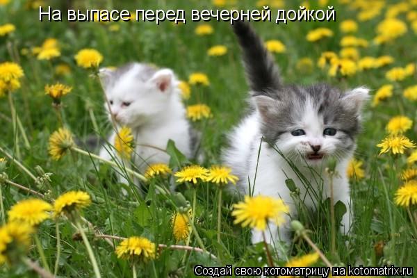 На выпасе перед вечерней дойкой... Котоматрица: На выпасе перед вечерней дойкой