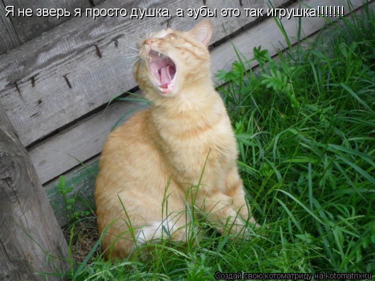 Я не зверь я просто душка, а зубы это так игрушка!!!!!!!... Котоматрица: Я не зверь я просто душка, а зубы это так игрушка!!!!!!!
