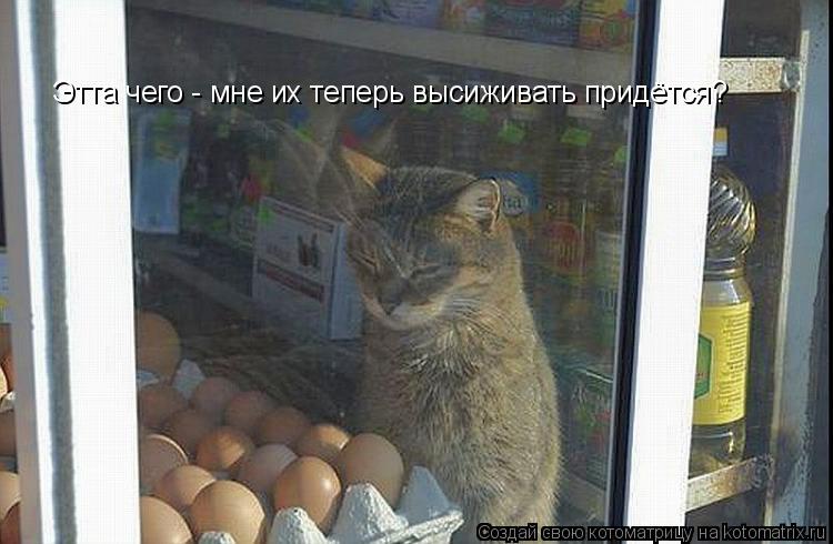 Этта чего - мне их теперь высиживать придётся?... Котоматрица: Этта чего - мне их теперь высиживать придётся?