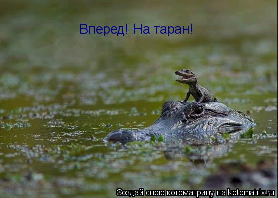 Вперед! На таран!... Котоматрица: Вперед! На таран!