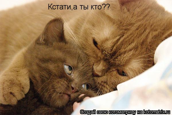 Кстати,а ты кто??... Котоматрица: Кстати,а ты кто??