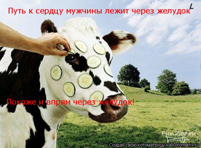 Путь к сердцу мужчины лежит через желудок Покоже и впрям через желудок!... Котоматрица: Путь к сердцу мужчины лежит через желудок Покоже и впрям через желудок!