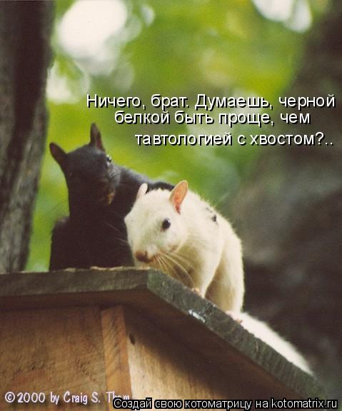 Ничего, брат. Думаешь, черной белкой быть проще, чем тавтологией с хвостом?..... Котоматрица: Ничего, брат. Думаешь, черной белкой быть проще, чем тавтологией с хвостом?..