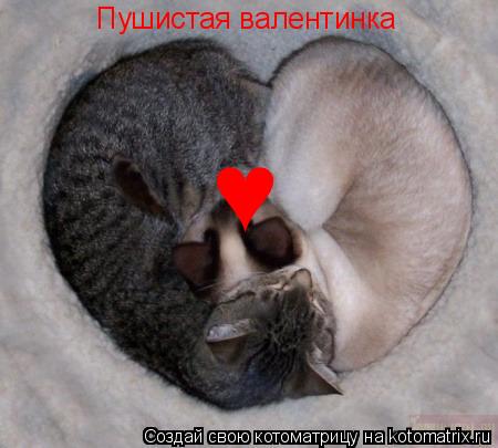 Пушистая валентинка ♥... Котоматрица: Пушистая валентинка ♥