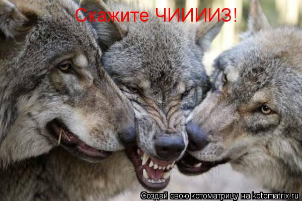 Скажите ЧИИИИЗ!... Котоматрица: Скажите ЧИИИИЗ!