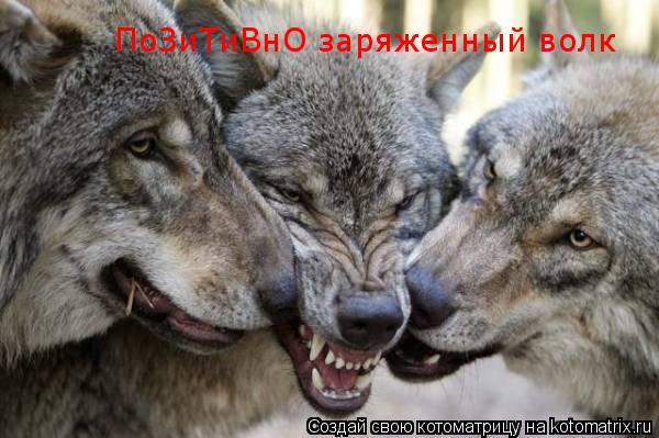 ПоЗиТиВнО заряженный волк... Котоматрица: ПоЗиТиВнО заряженный волк