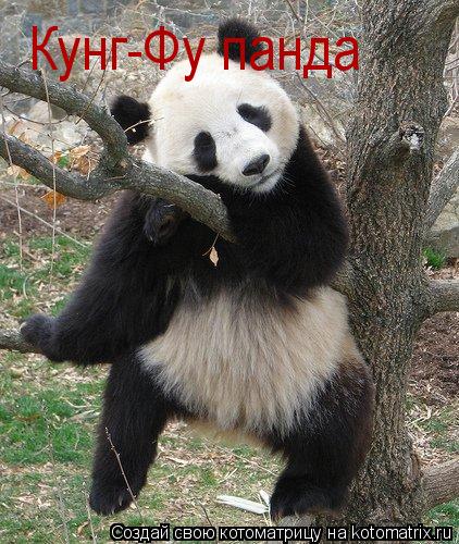 Кунг-Фу панда... Котоматрица: Кунг-Фу панда