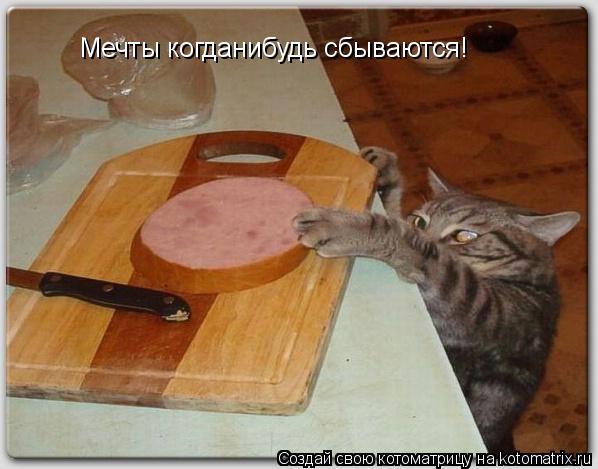 Мечты когданибудь сбываются!... Котоматрица: Мечты когданибудь сбываются!