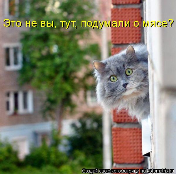 Это не вы, тут, подумали о мясе?... Котоматрица: Это не вы, тут, подумали о мясе?