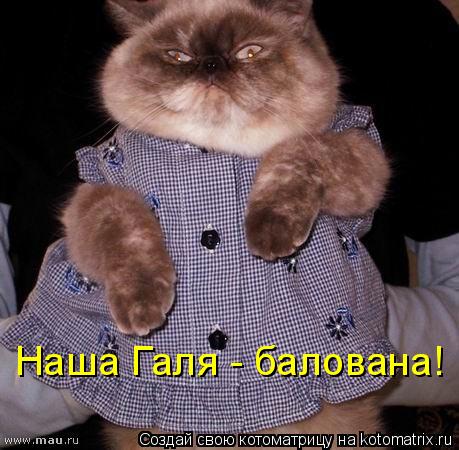 Наша Галя - балована!... Котоматрица: Наша Галя - балована!
