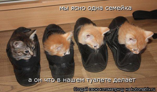 мы ясно одна семейка а он что в нашем туалете делает... Котоматрица: мы ясно одна семейка а он что в нашем туалете делает