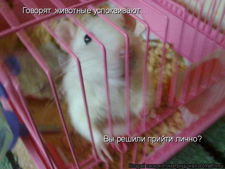 Говорят, животные успокаивают... Вы решили прийти лично?... Котоматрица: Говорят, животные успокаивают... Вы решили прийти лично?