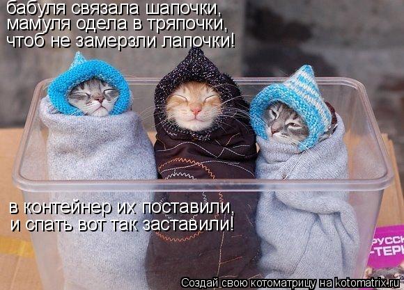 бабуля связала шапочки, мамуля одела в тряпочки, чтоб не замерзли лапочки! в контейнер их поставили, ... Котоматрица: бабуля связала шапочки, мамуля одела в тряпочки, чтоб не замерзли лапочки! в контейнер их поставили, и спать вот так заставили!