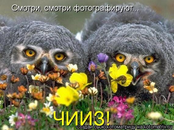Смотри, смотри фотографируют... ЧИИЗ!... Котоматрица: Смотри, смотри фотографируют... ЧИИЗ!