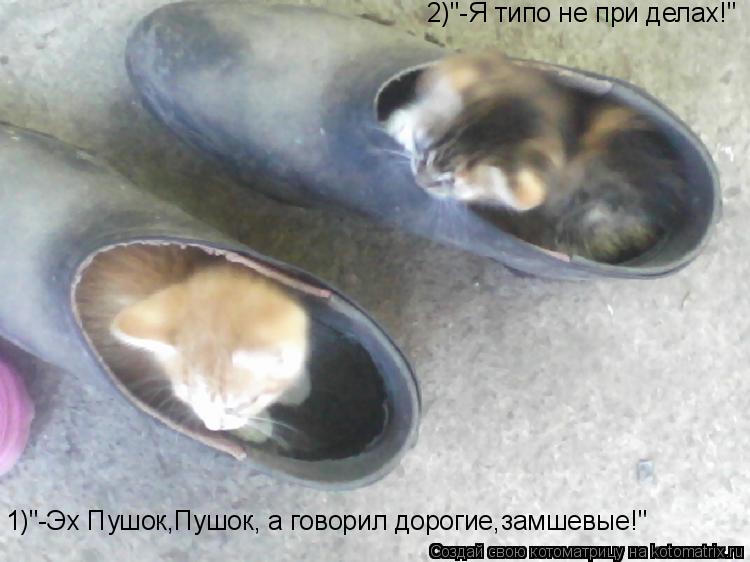 2)"-Я типо не при делах!" 1)"-Эх Пушок,Пушок, а говорил дорогие,замшевые!"... Котоматрица: 2)"-Я типо не при делах!" 1)"-Эх Пушок,Пушок, а говорил дорогие,замшевые!"