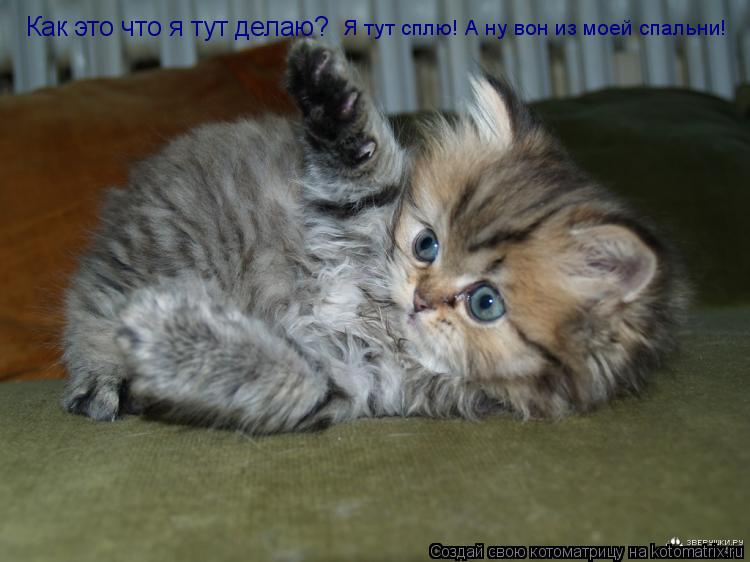 Как это что я тут делаю? Я тут сплю! А ну вон из моей спальни!... Котоматрица: Как это что я тут делаю? Я тут сплю! А ну вон из моей спальни!