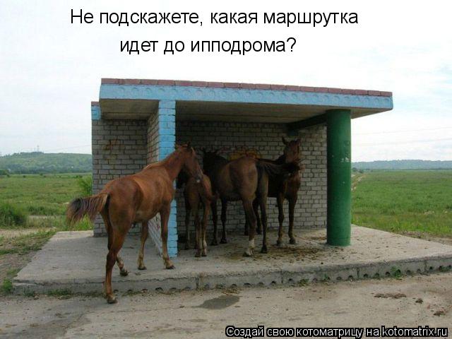 Не подскажете, какая маршрутка идет до ипподрома?... Котоматрица: Не подскажете, какая маршрутка идет до ипподрома?