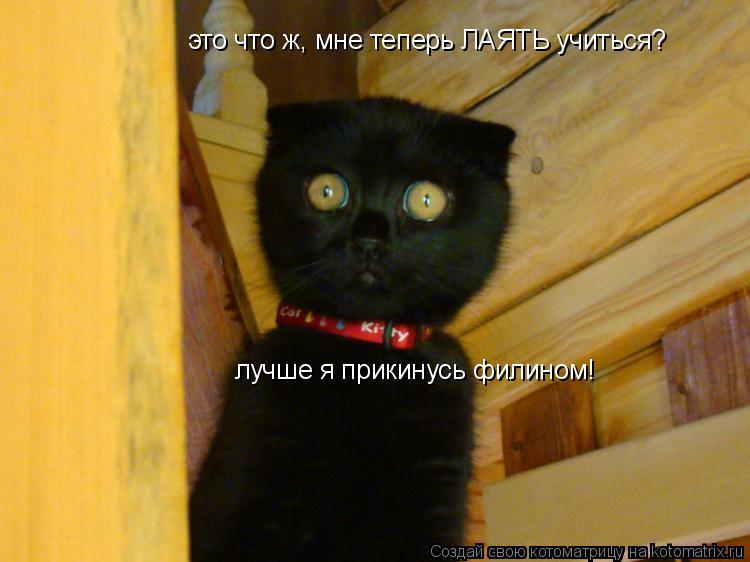 это что ж, мне теперь ЛАЯТЬ учиться? лучше я прикинусь филином!... Котоматрица: это что ж, мне теперь ЛАЯТЬ учиться? лучше я прикинусь филином!