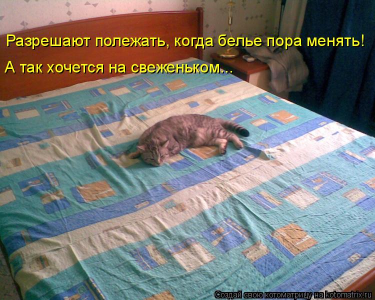 Разрешают полежать, когда белье пора менять! А так хочется на свеженьком...... Котоматрица: Разрешают полежать, когда белье пора менять! А так хочется на свеженьком...