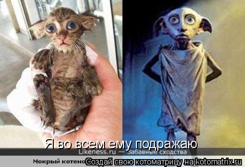 Я во всем ему подражаю... Котоматрица: Я во всем ему подражаю