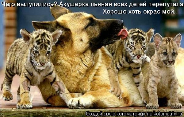Чего вылупились? Акушерка пьяная всех детей перепутала. Хорошо хоть окрас мой.... Котоматрица: Чего вылупились? Акушерка пьяная всех детей перепутала. Хорошо хоть окрас мой.