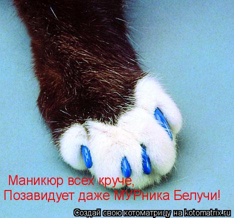 Маникюр всех круче, Позавидует даже МУРника Белучи!... Котоматрица: Маникюр всех круче, Позавидует даже МУРника Белучи!