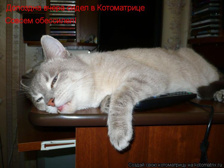 Допоздна вчера сидел в Котоматрице Совсем обессилел!... Котоматрица: Допоздна вчера сидел в Котоматрице Совсем обессилел!